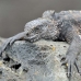 iguana_marine_san_h_0116_ecu2313.jpg